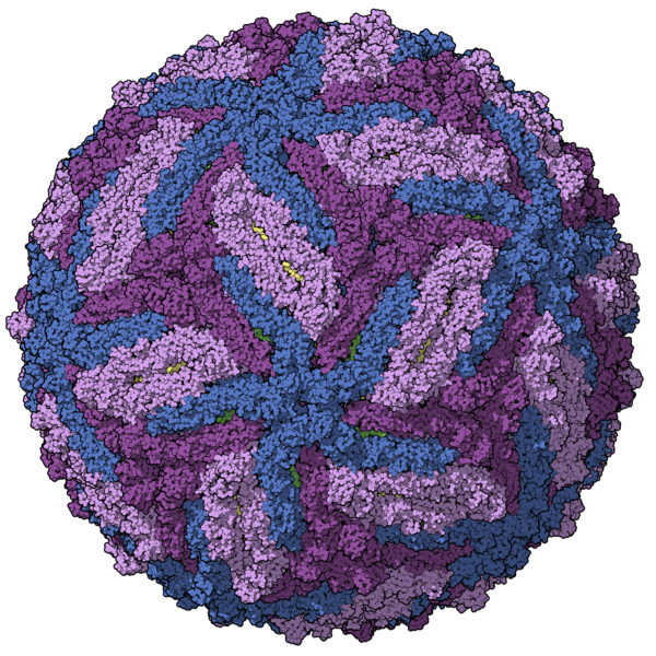 Zika virus