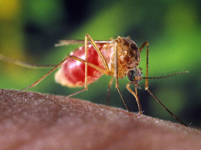 Zika virus: proposto un modello di diffusione mondiale