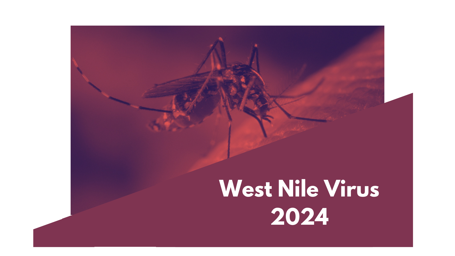 West Nile Virus 2024